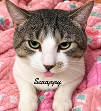 Scrappy - Photo 2