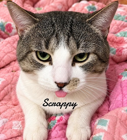 SCRAPPY - Domestic Short Hair available for adoption