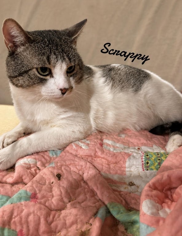Scrappy Image