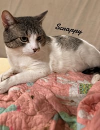 Scrappy - Photo 1