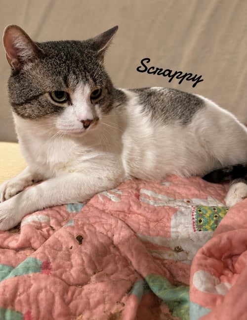 SCRAPPY - Domestic Short Hair available for adoption