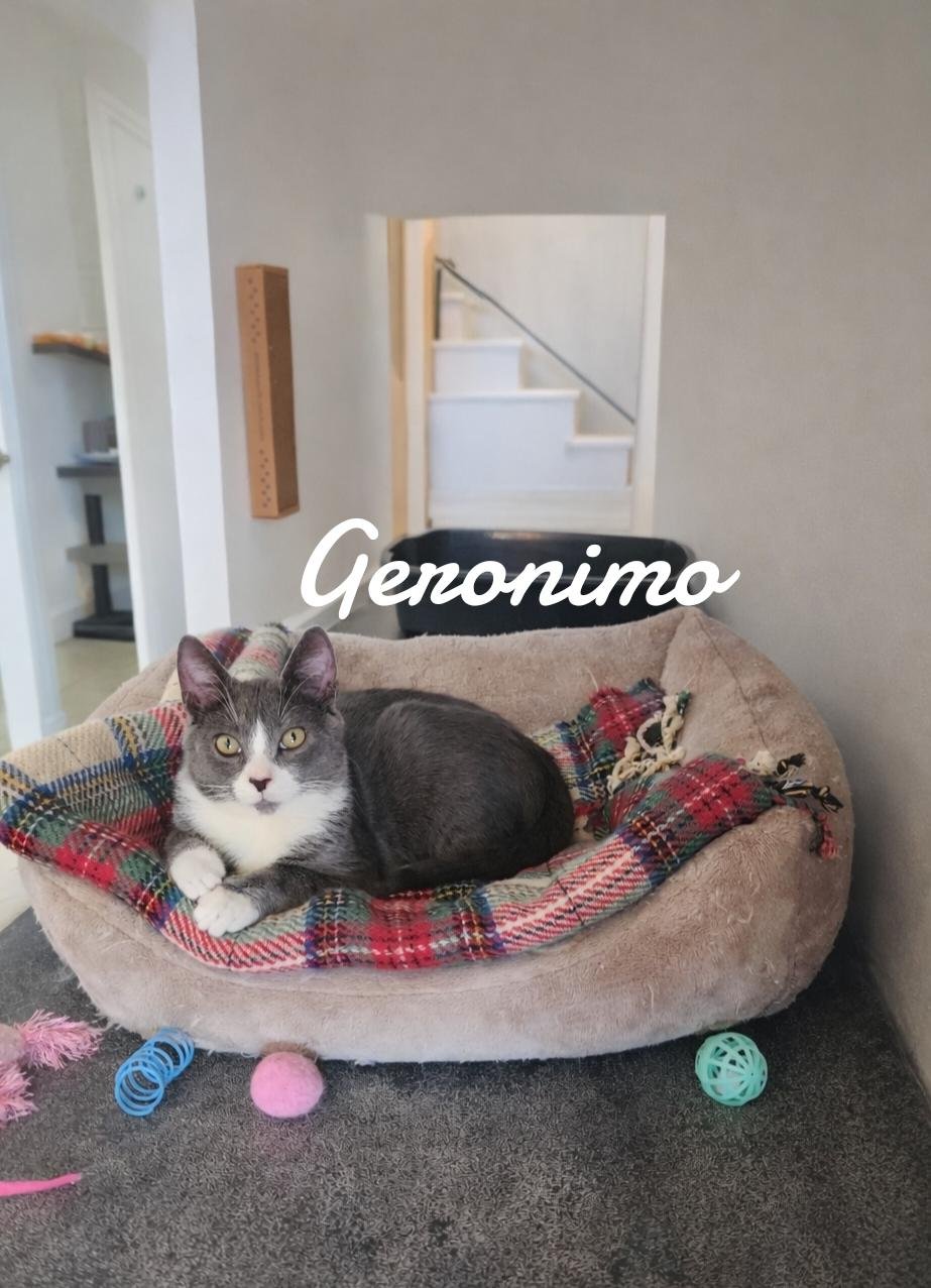 GERANIMO - Domestic Short Hair available for adoption