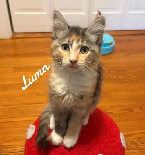 LUMA - Domestic Short Hair available for adoption