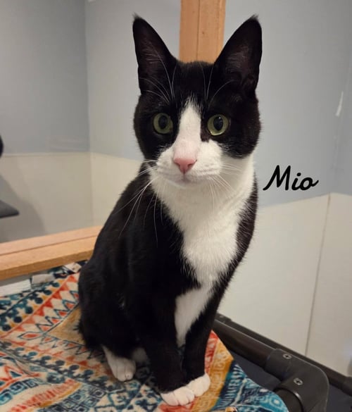 MIO - Domestic Short Hair available for adoption