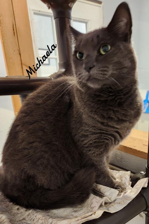 MICHAELA - Domestic Short Hair available for adoption