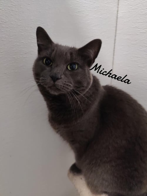 MICHAELA - Domestic Short Hair available for adoption