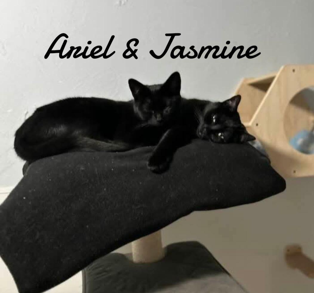 ARIEL & JASMINE - Domestic Short Hair available for adoption