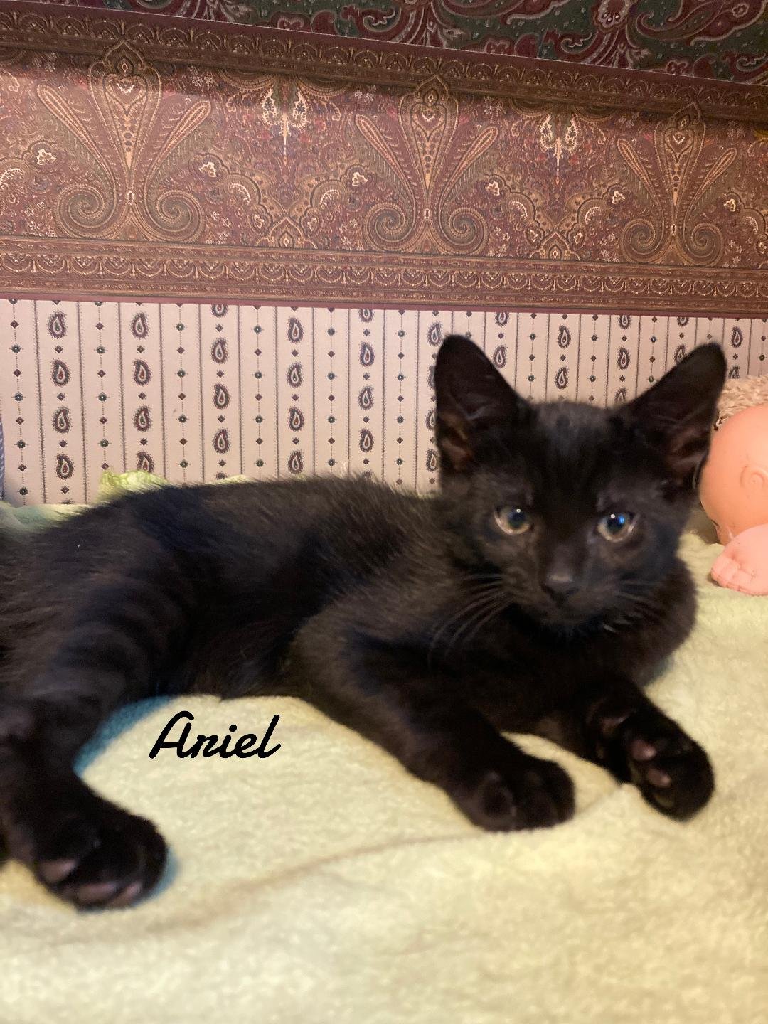 ARIEL & JASMINE - Domestic Short Hair available for adoption