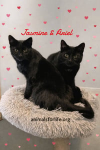 Ariel & Jasmine - Photo 4