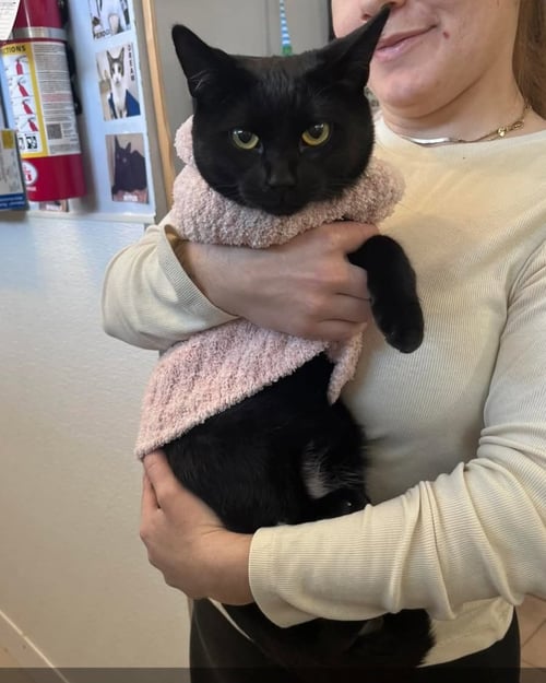 JASMINE - Domestic Short Hair available for adoption