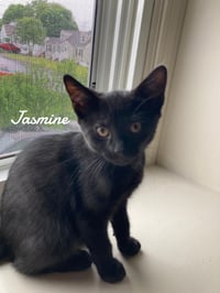 Jasmine - Photo 2