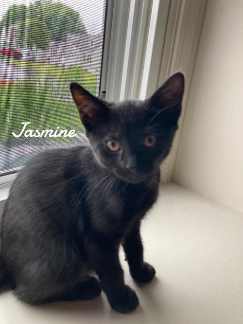 JASMINE - Domestic Short Hair available for adoption