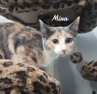 Mira - Photo 1