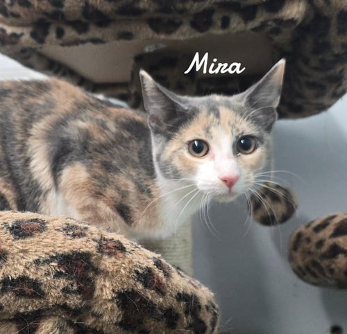 MIRA - Domestic Short Hair available for adoption