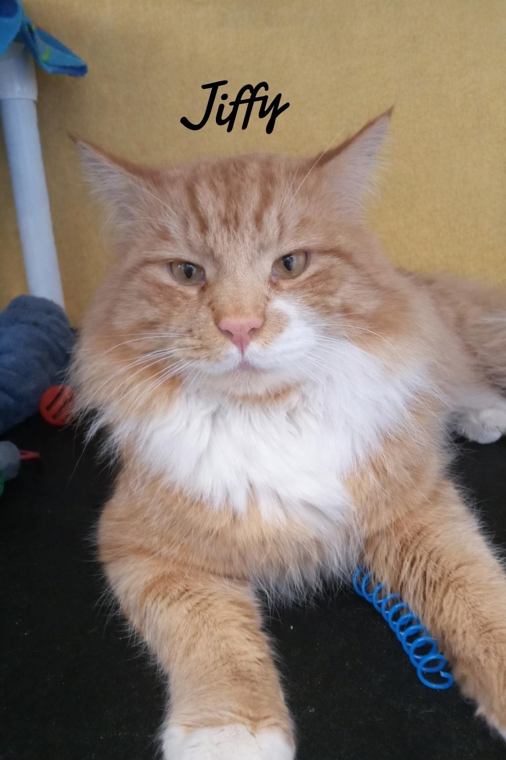 JIFFY - Domestic Medium Hair available for adoption