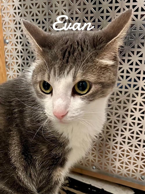EVAN - Domestic Short Hair available for adoption