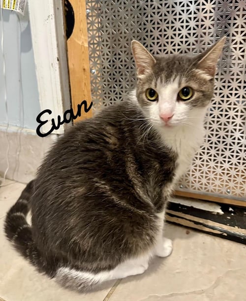 EVAN - Domestic Short Hair available for adoption