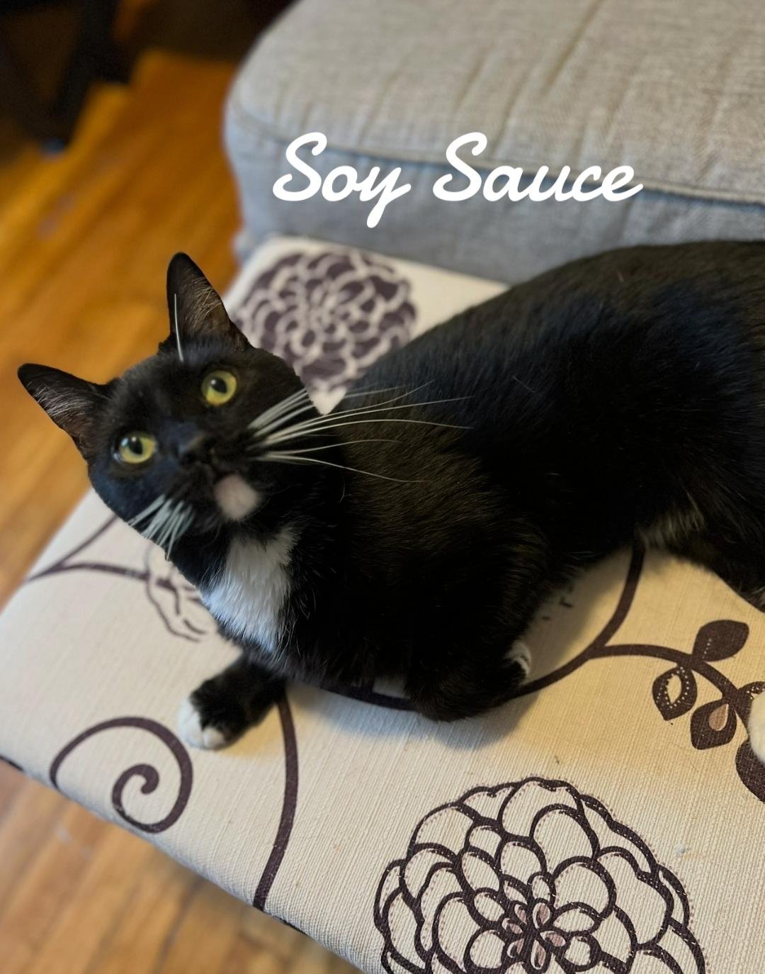 SOY SAUCE - Domestic Short Hair available for adoption