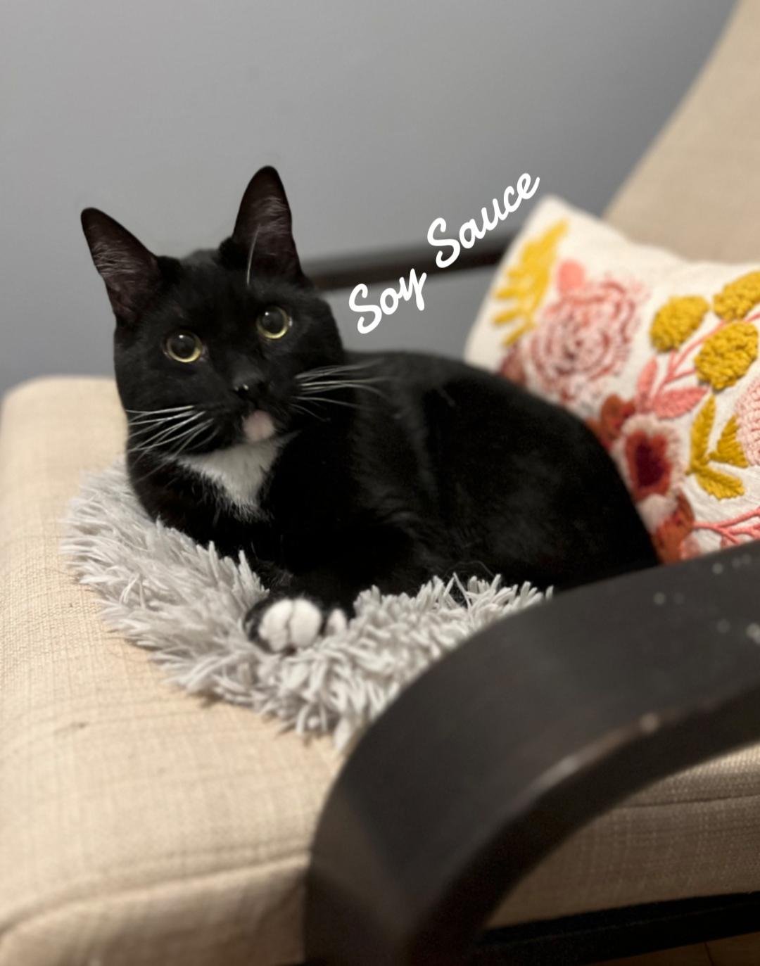 SOY SAUCE - Domestic Short Hair available for adoption