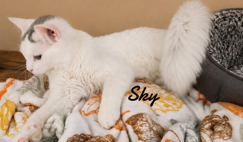 SKY - Domestic Medium Hair available for adoption