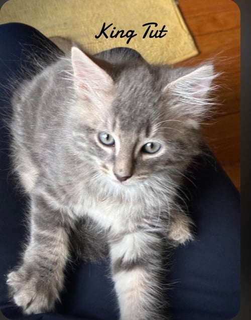 KNG TUT - Domestic Medium Hair available for adoption