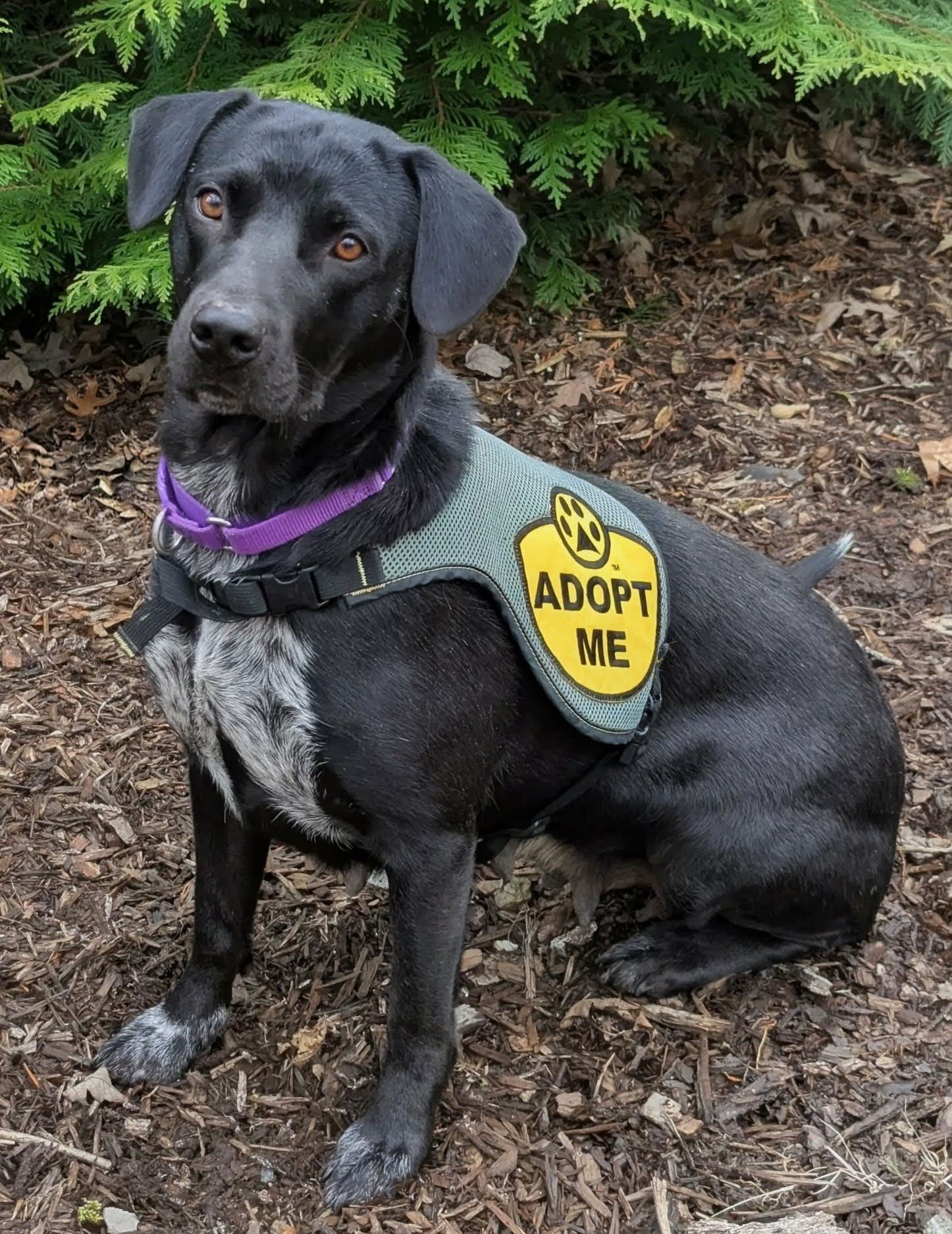 DARLA - Black Labrador Retriever / English Pointer available for adoption
