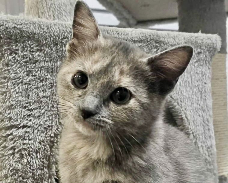 MISTY - Domestic Short Hair / Tortoiseshell available for adoption
