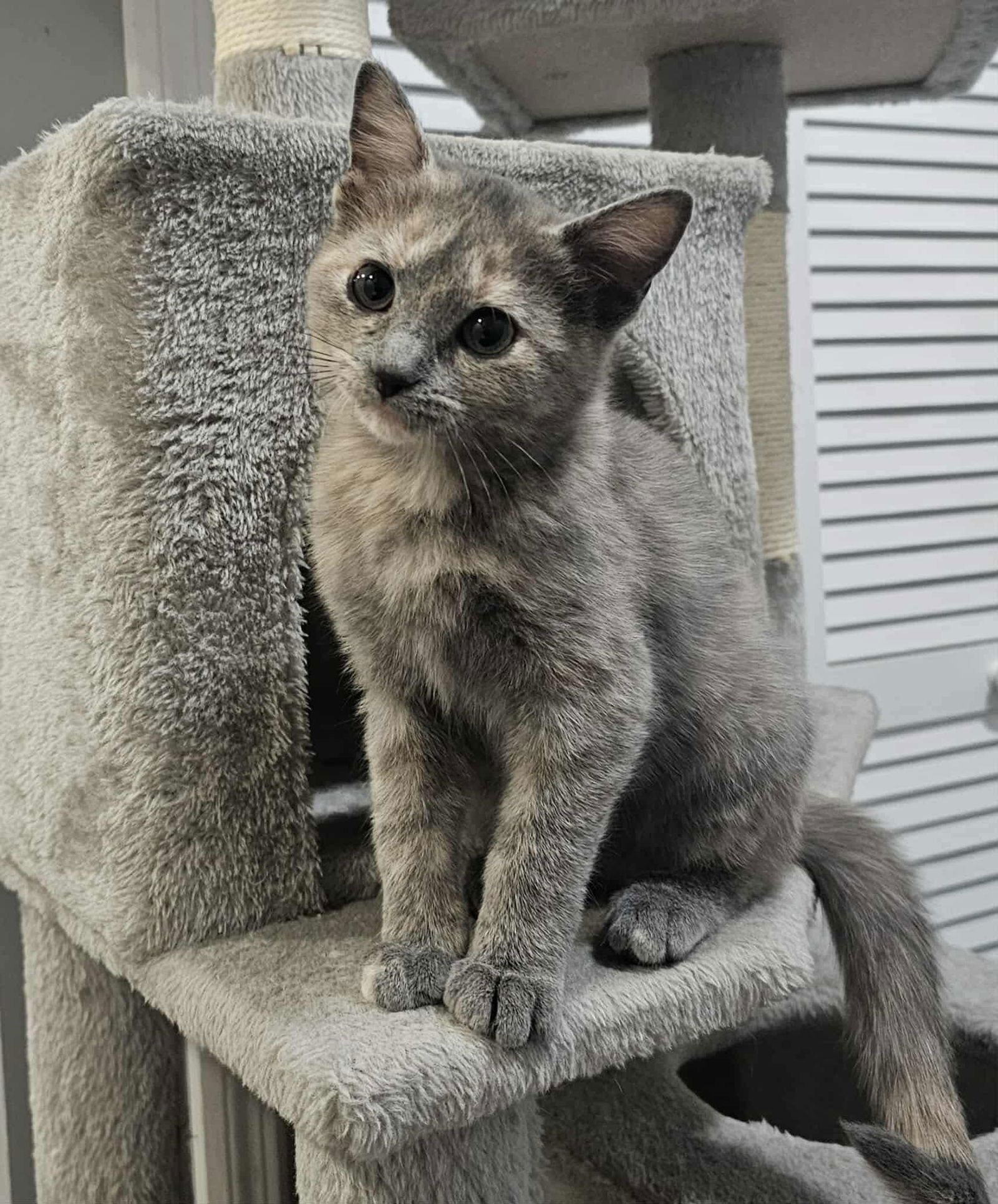 MISTY - Domestic Short Hair / Tortoiseshell available for adoption