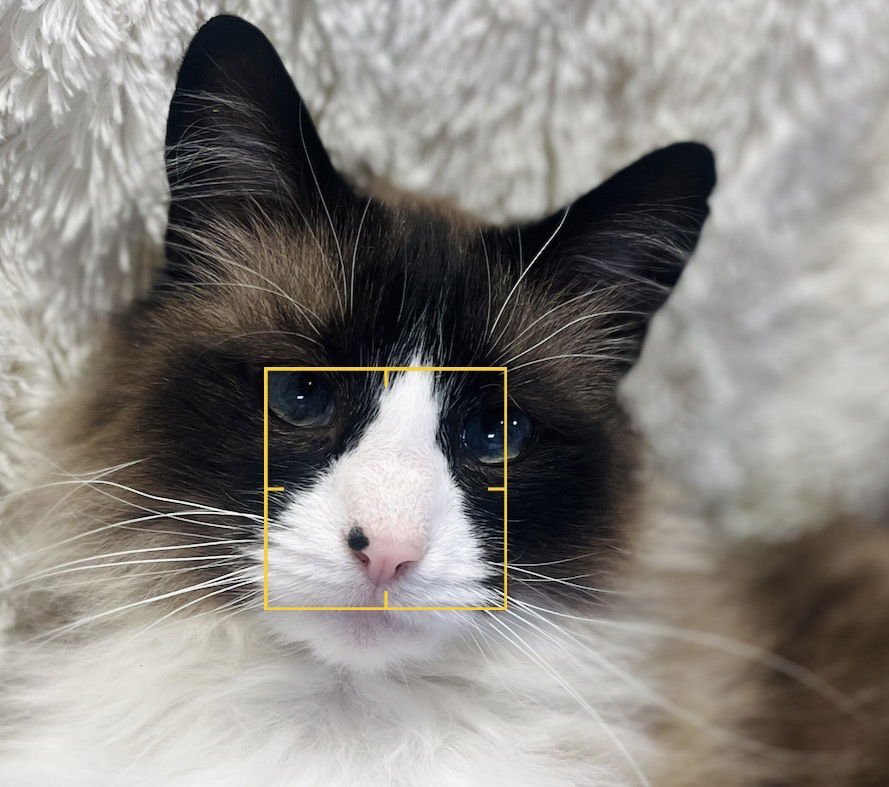 SAMSON - Snowshoe / Domestic Long Hair available for adoption