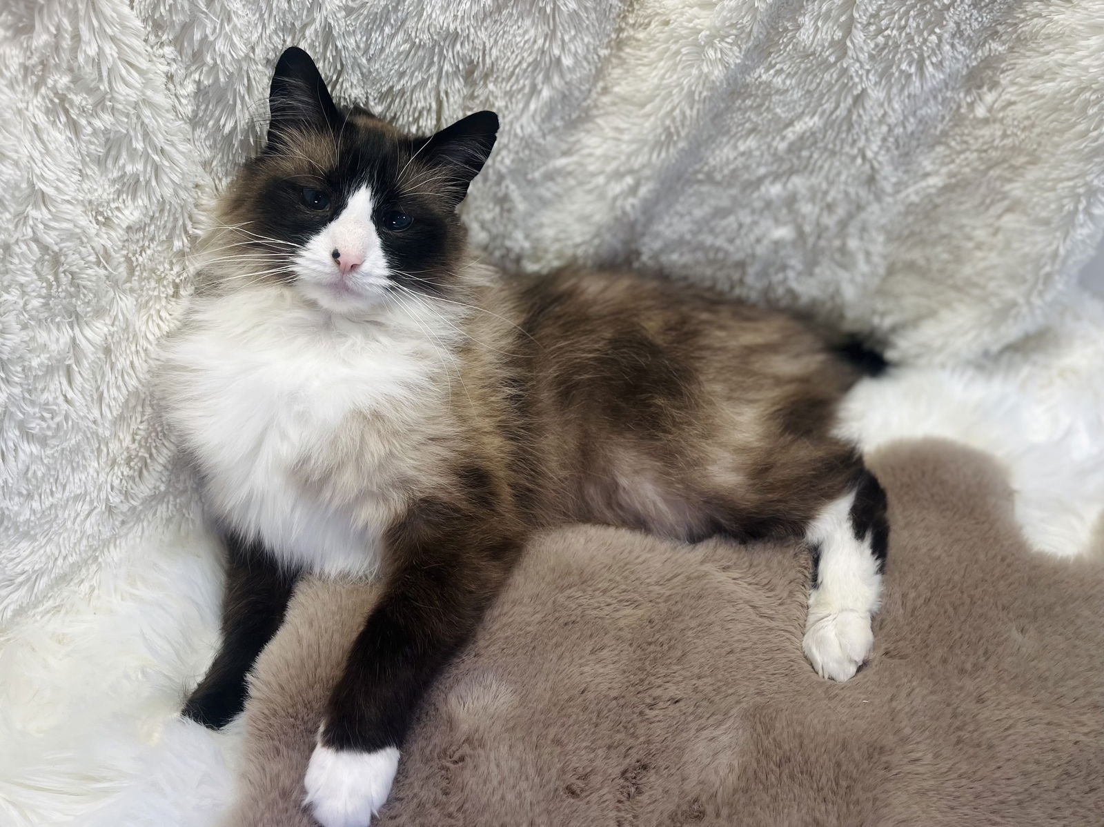 SAMSON - Snowshoe / Domestic Long Hair available for adoption
