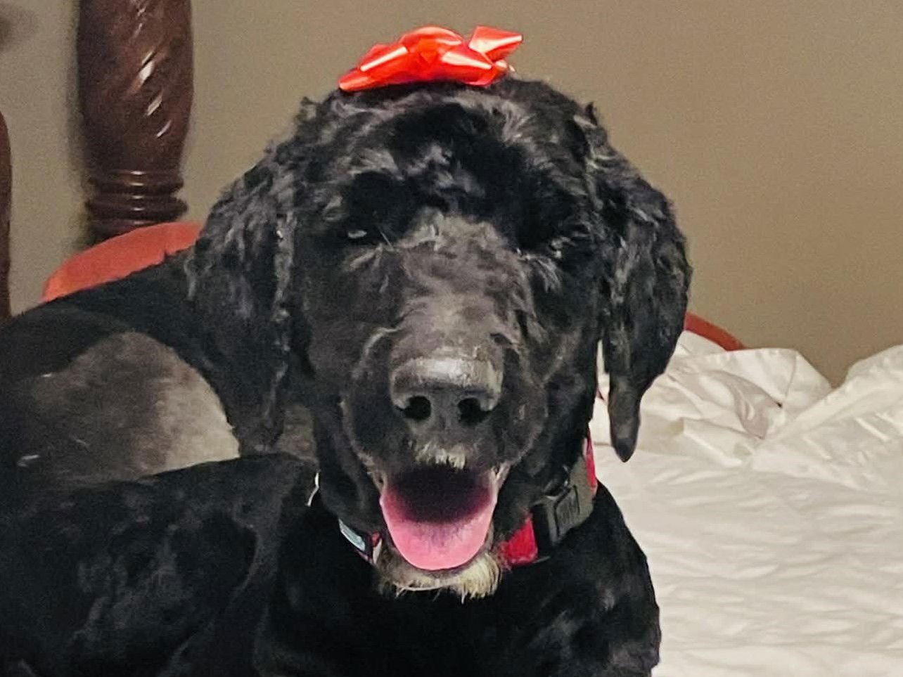 HATTIE - Poodle (Standard) / Golden Retriever available for adoption