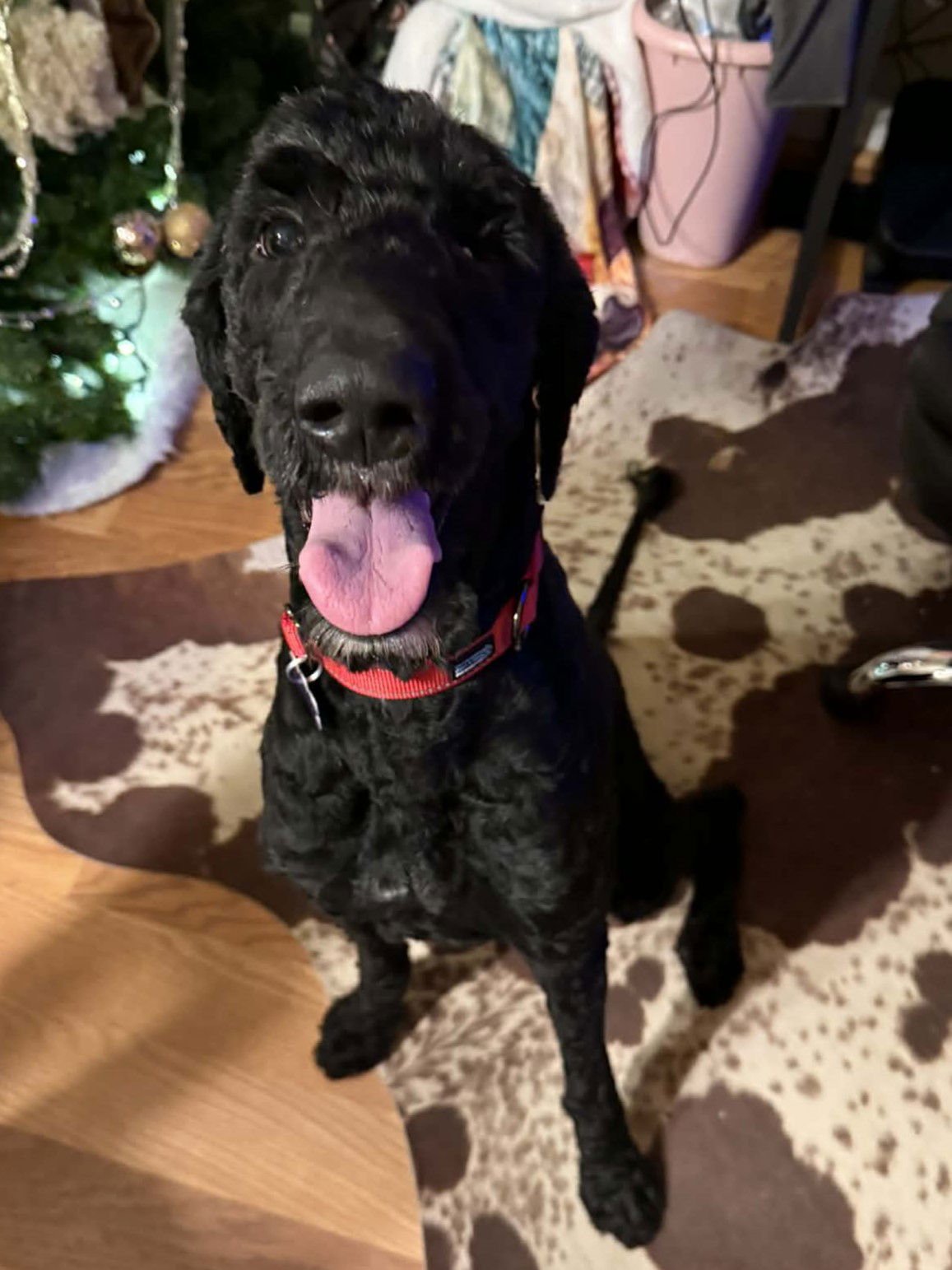 HATTIE - Poodle (Standard) / Golden Retriever available for adoption