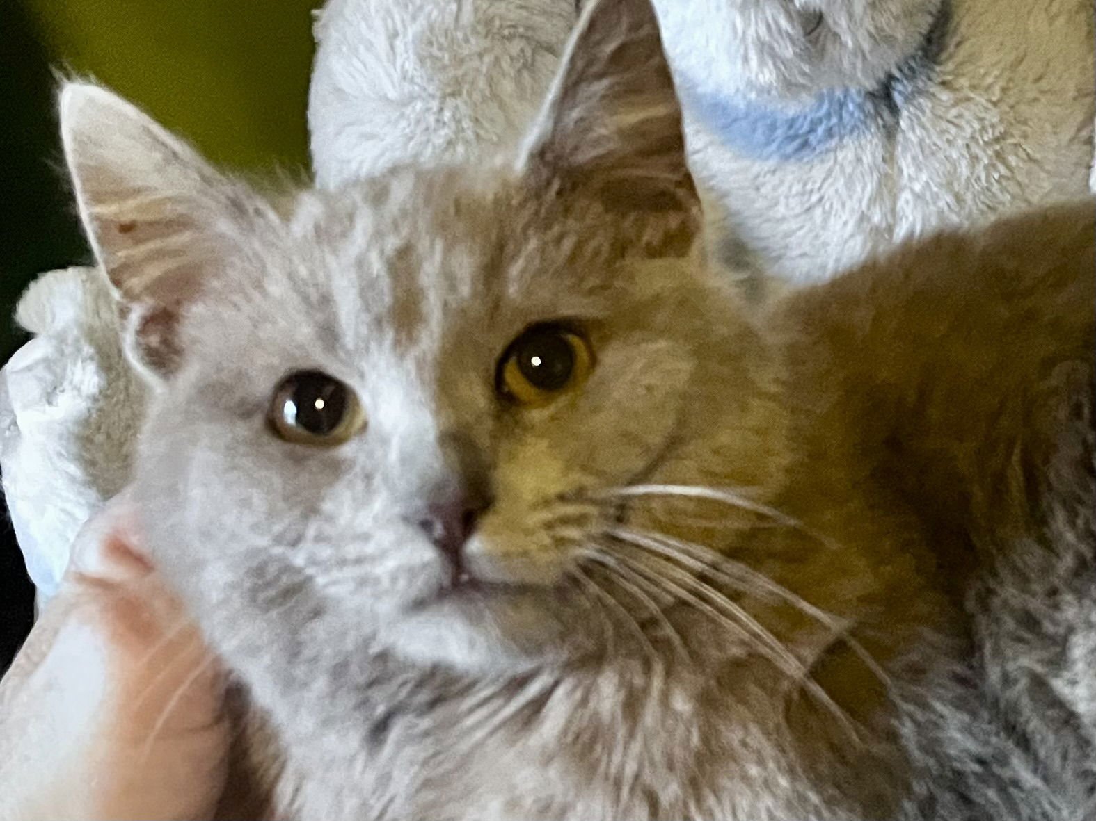 TAWNY - Domestic Short Hair / Tabby available for adoption