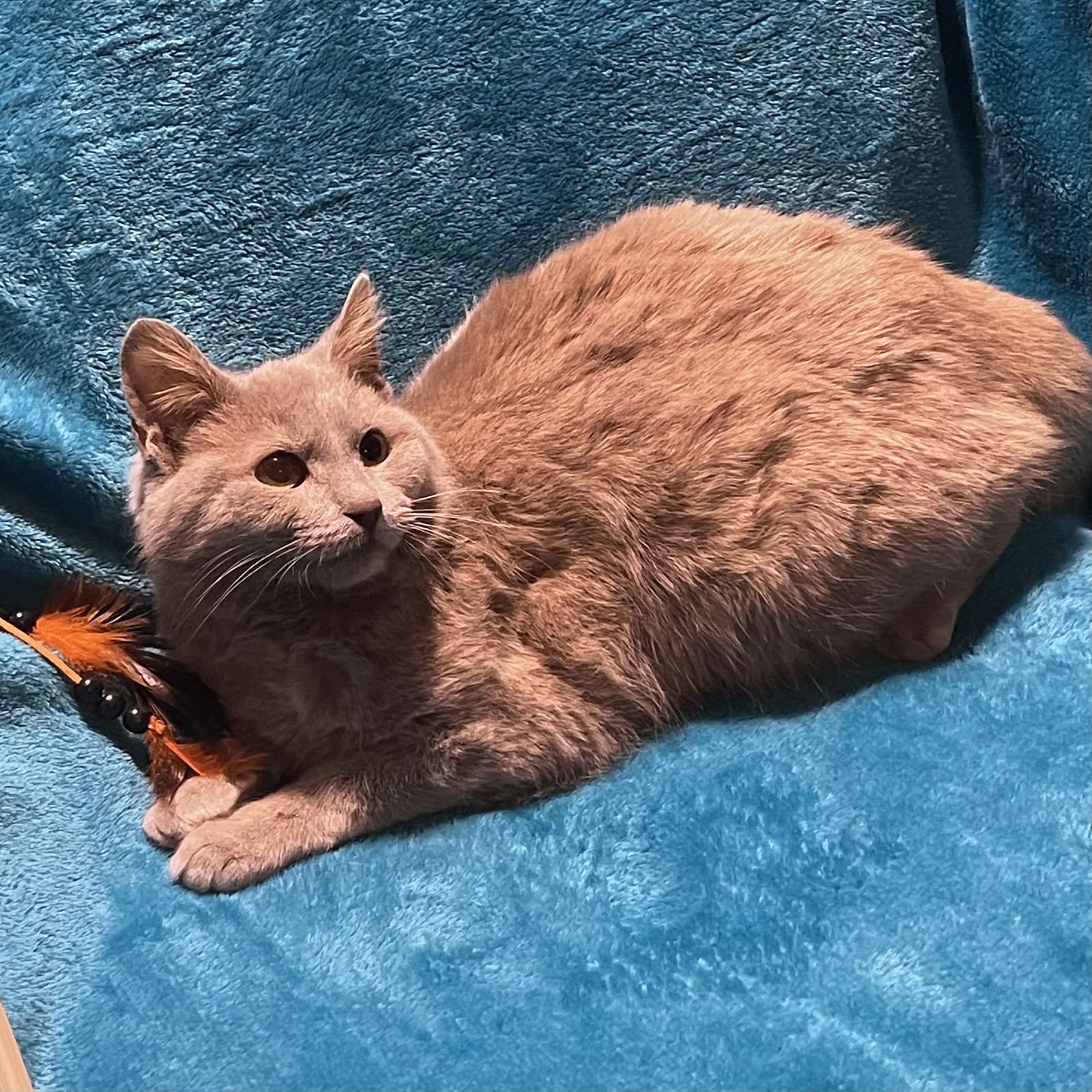 TAWNY - Domestic Short Hair / Tabby available for adoption