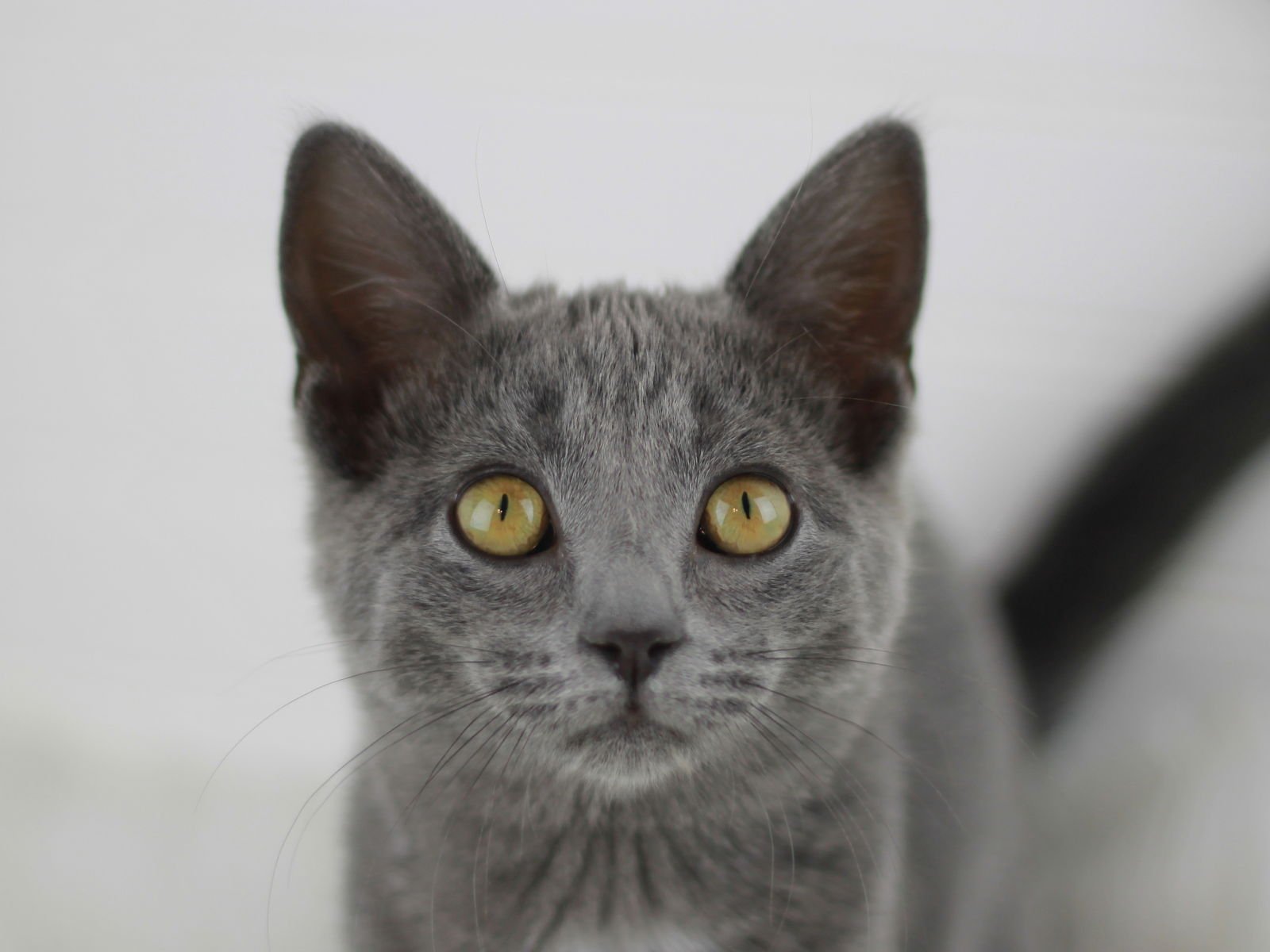 PHOEBE - Domestic Short Hair / Russian Blue available for adoption