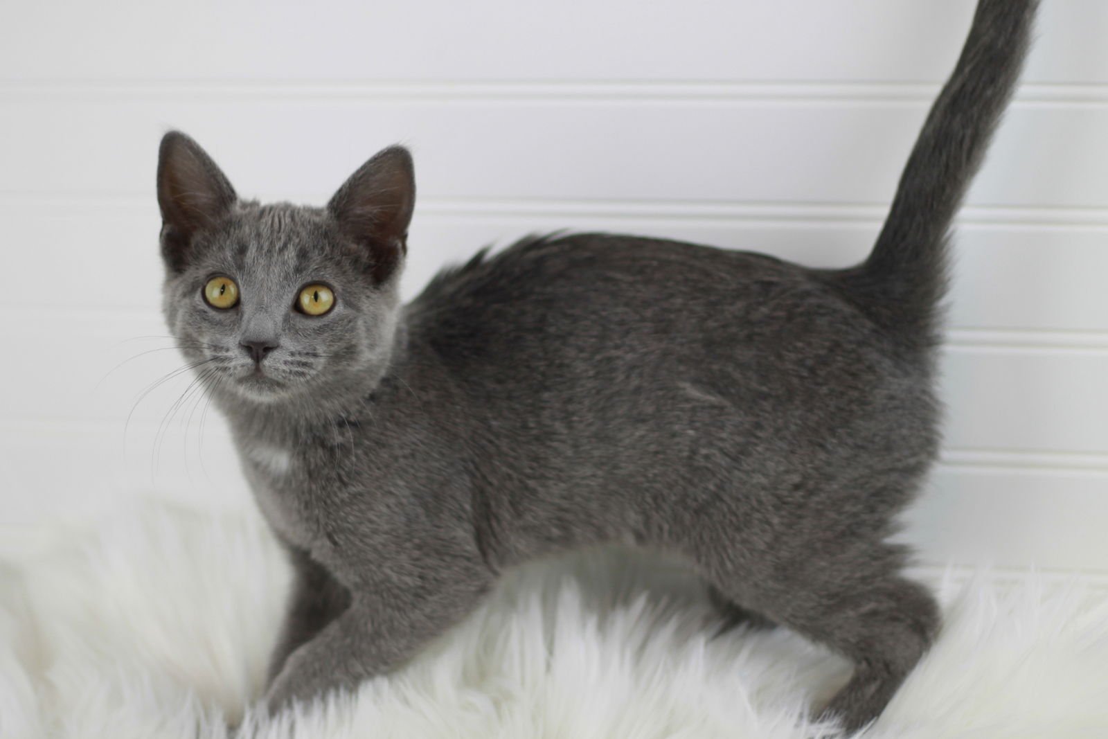 PHOEBE - Domestic Short Hair / Russian Blue available for adoption