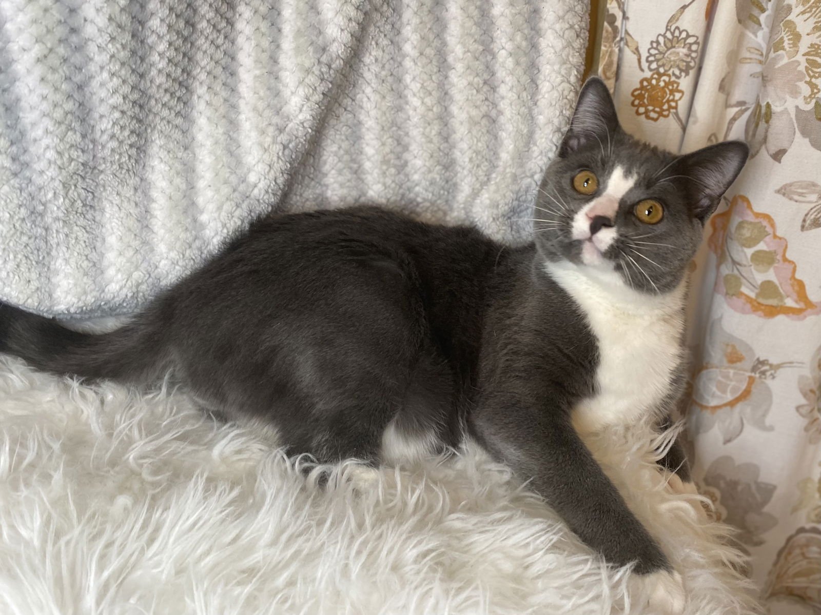 OBION - MEET ME @ PETCO 2/7/26! - Domestic Short Hair / Russian Blue available for adoption