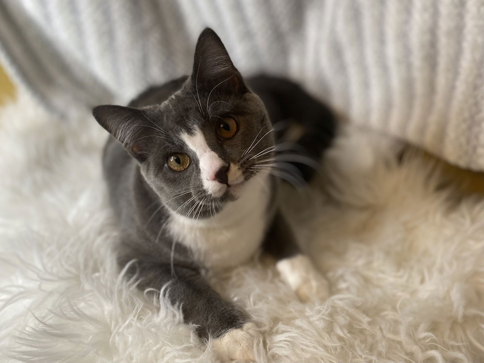 Obion - MEET ME @ PETCO 2/7/26! - Photo 3