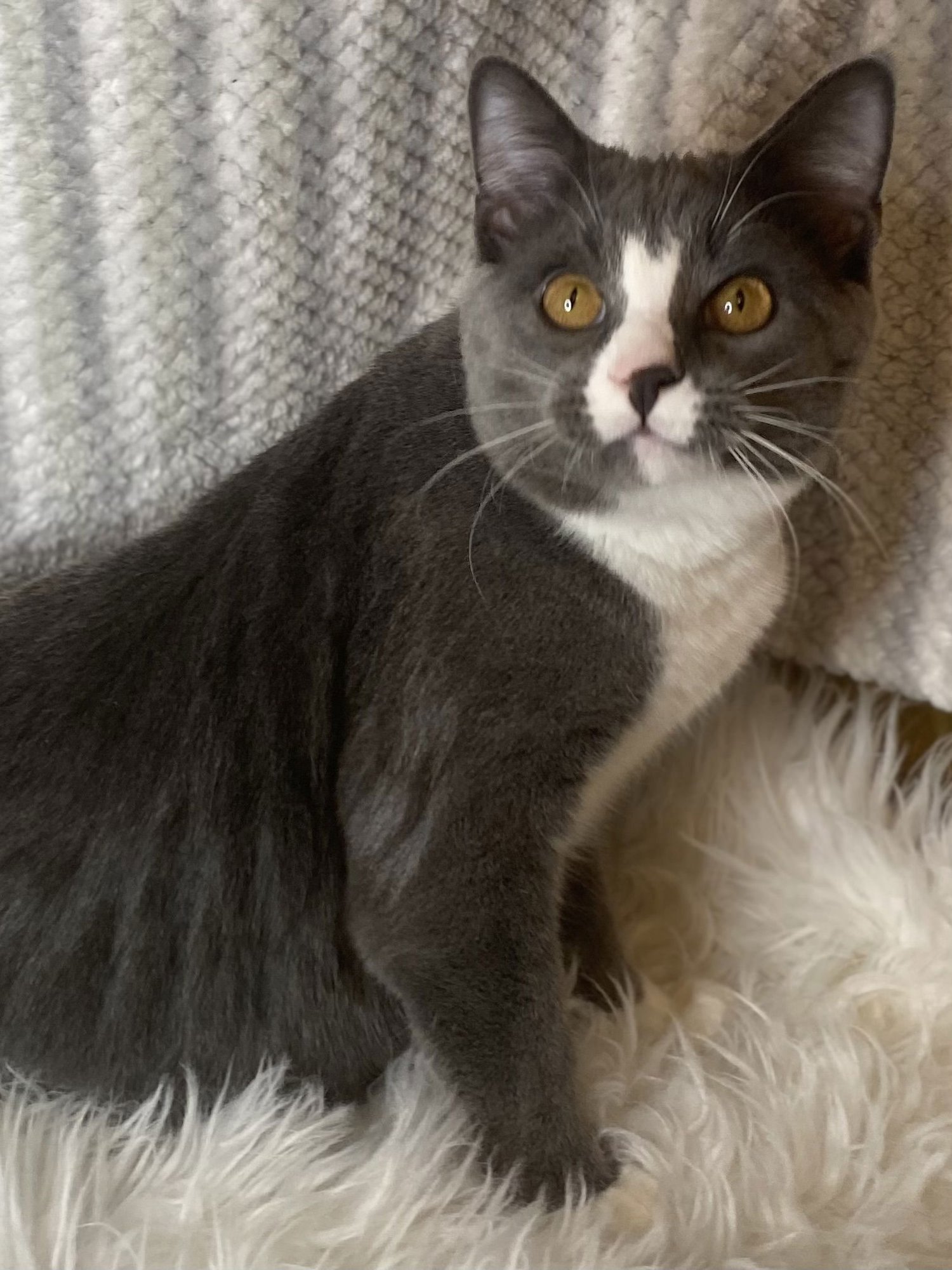 Obion - MEET ME @ PETCO 2/7/26! - Photo 4