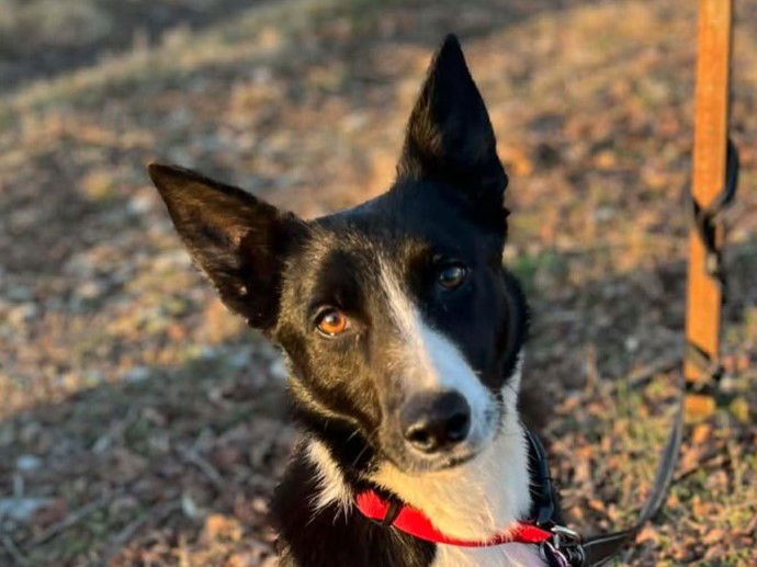 GOOSE - Border Collie available for adoption