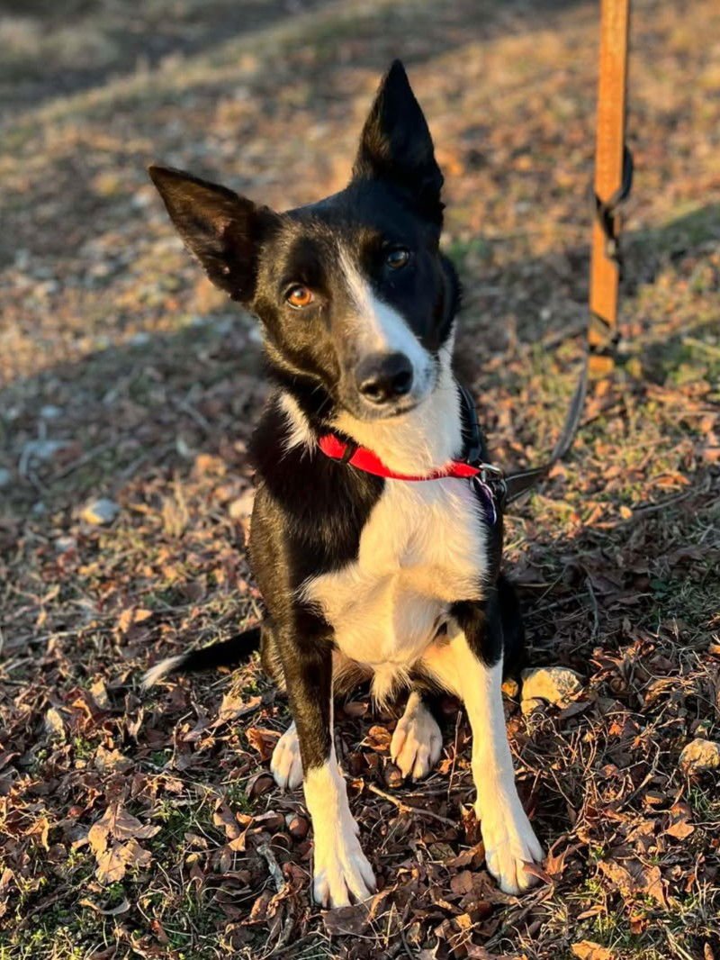 GOOSE - Border Collie available for adoption