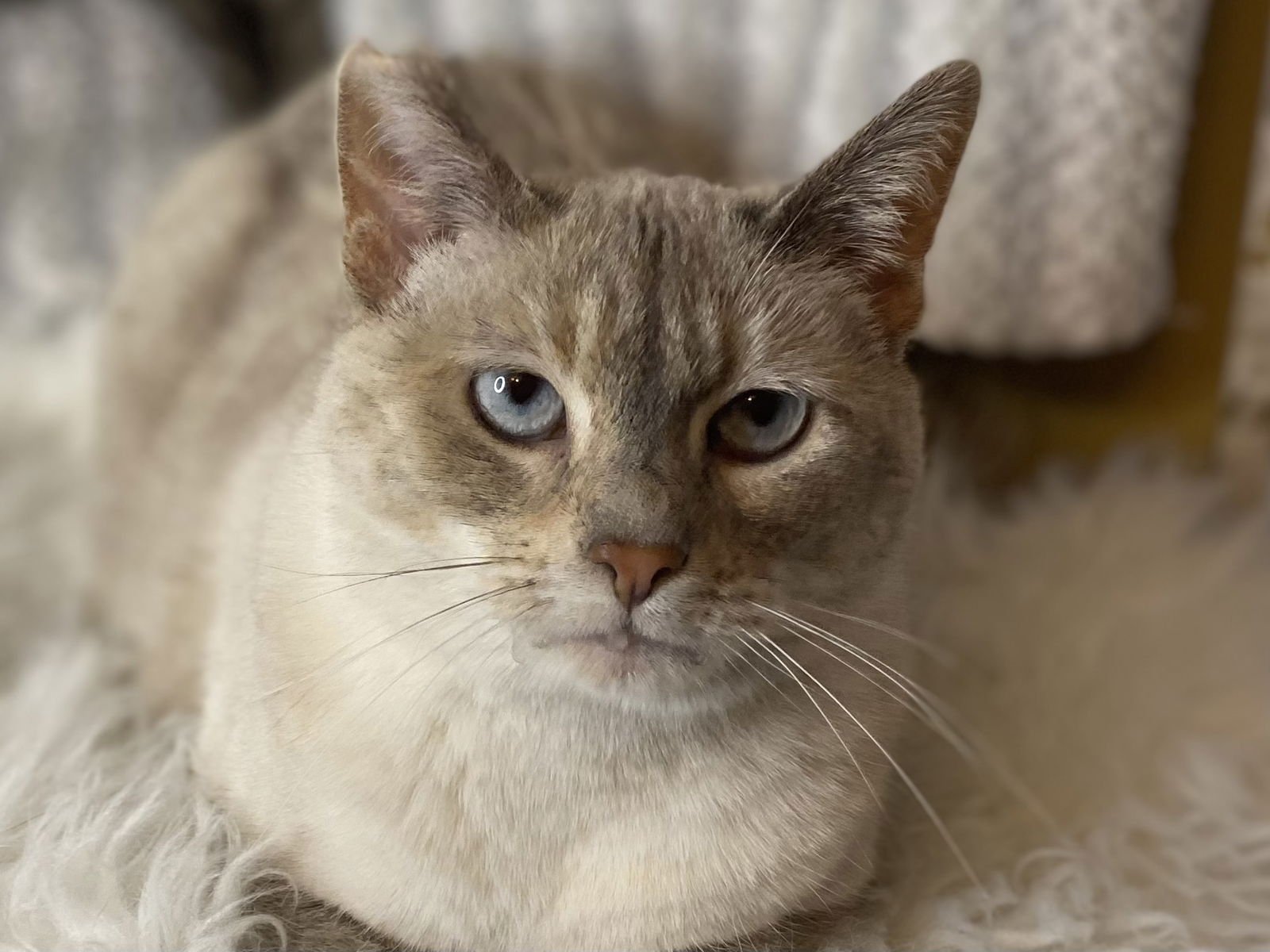 BONITA - MEET ME @ PETCO 2/7/26! - Domestic Short Hair / Siamese available for adoption