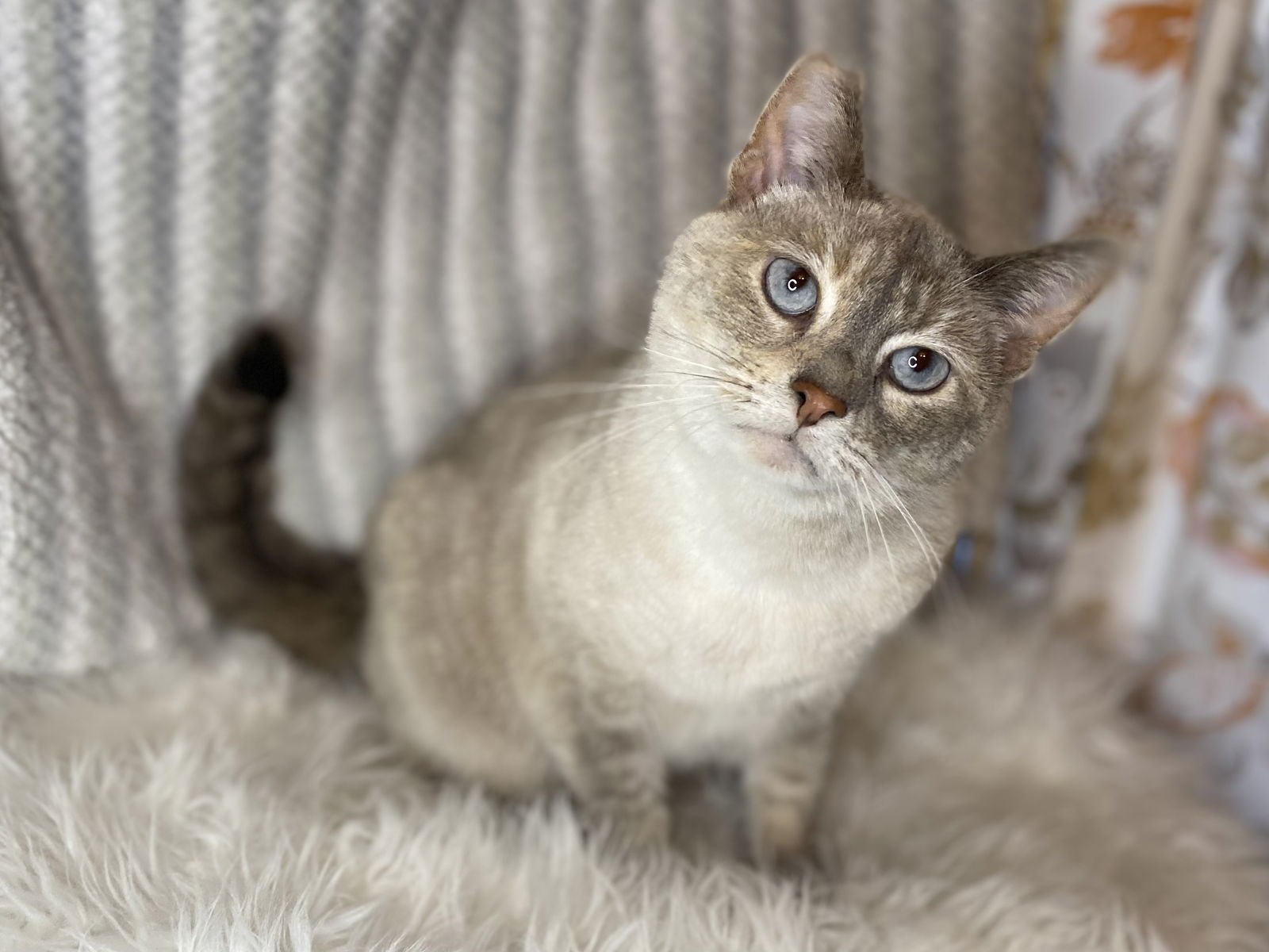 Bonita - MEET ME @ PETCO 2/7/26! - Photo 3