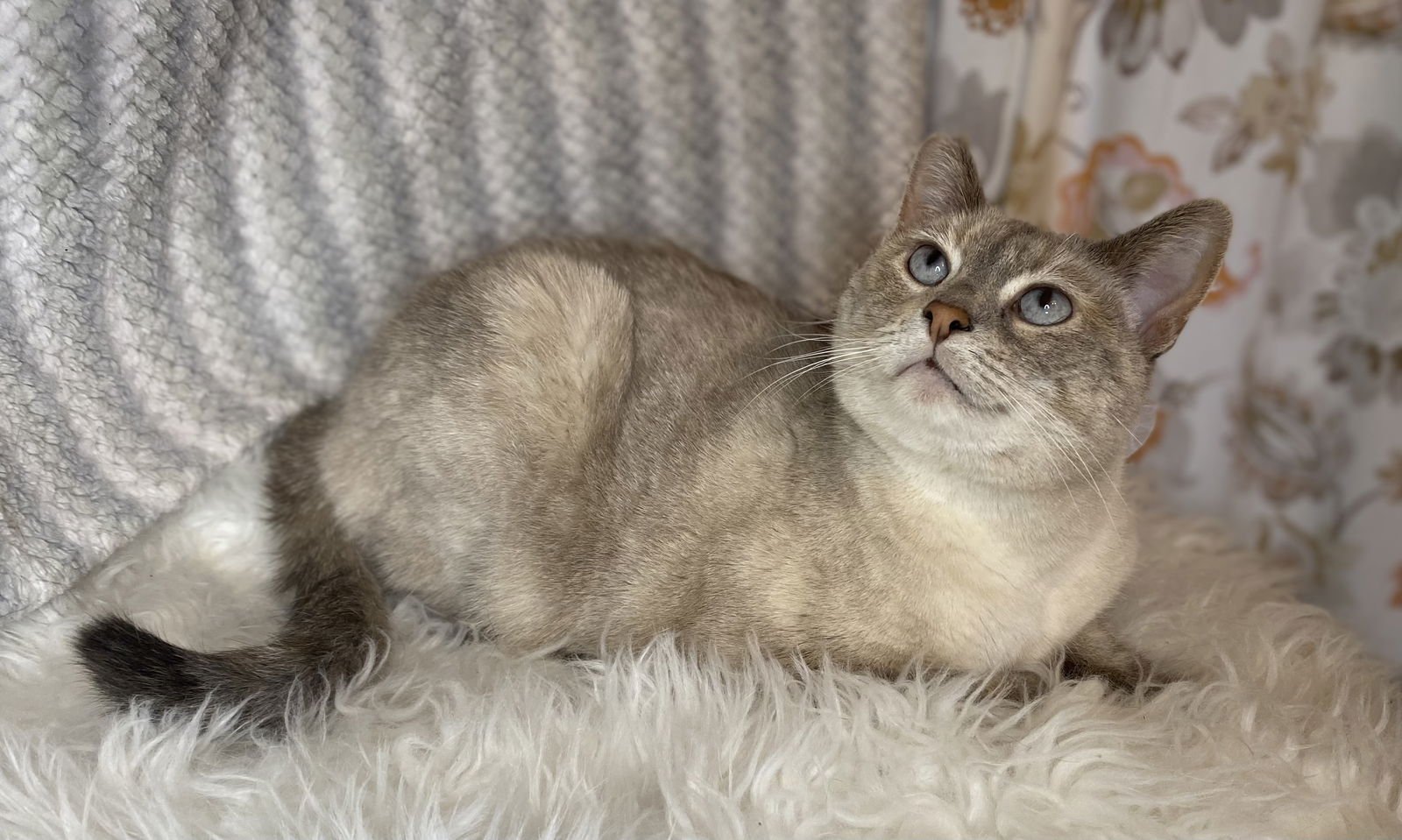 Bonita - MEET ME @ PETCO 2/7/26! - Photo 4