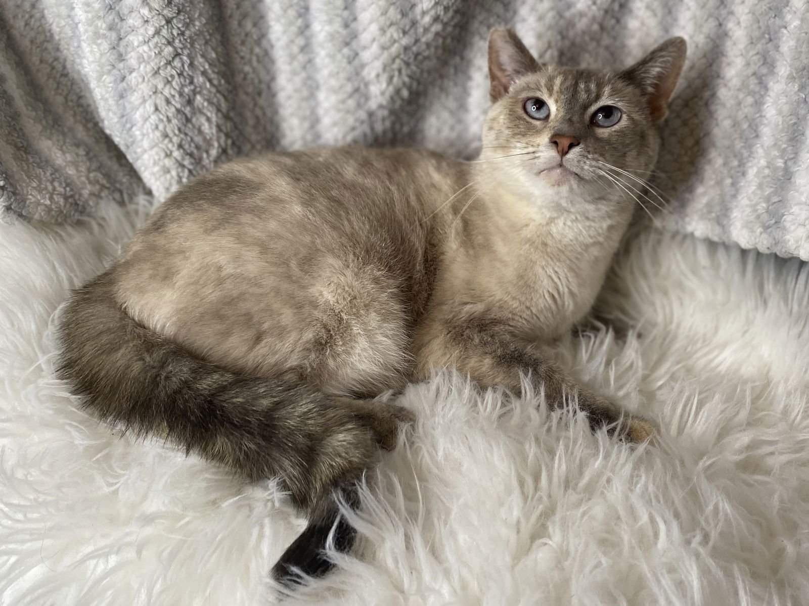 Bonita - MEET ME @ PETCO 2/7/26! - Photo 5