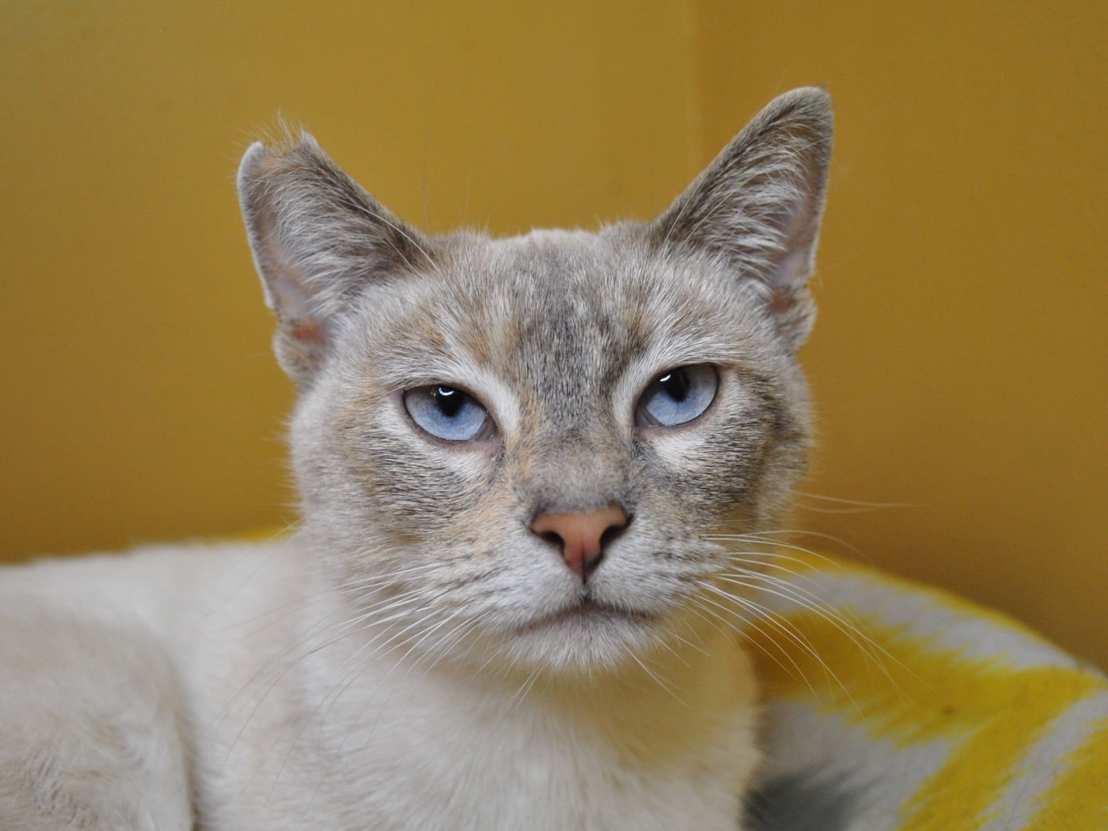 Bonita - MEET ME @ PETCO 2/7/26! - Photo 6