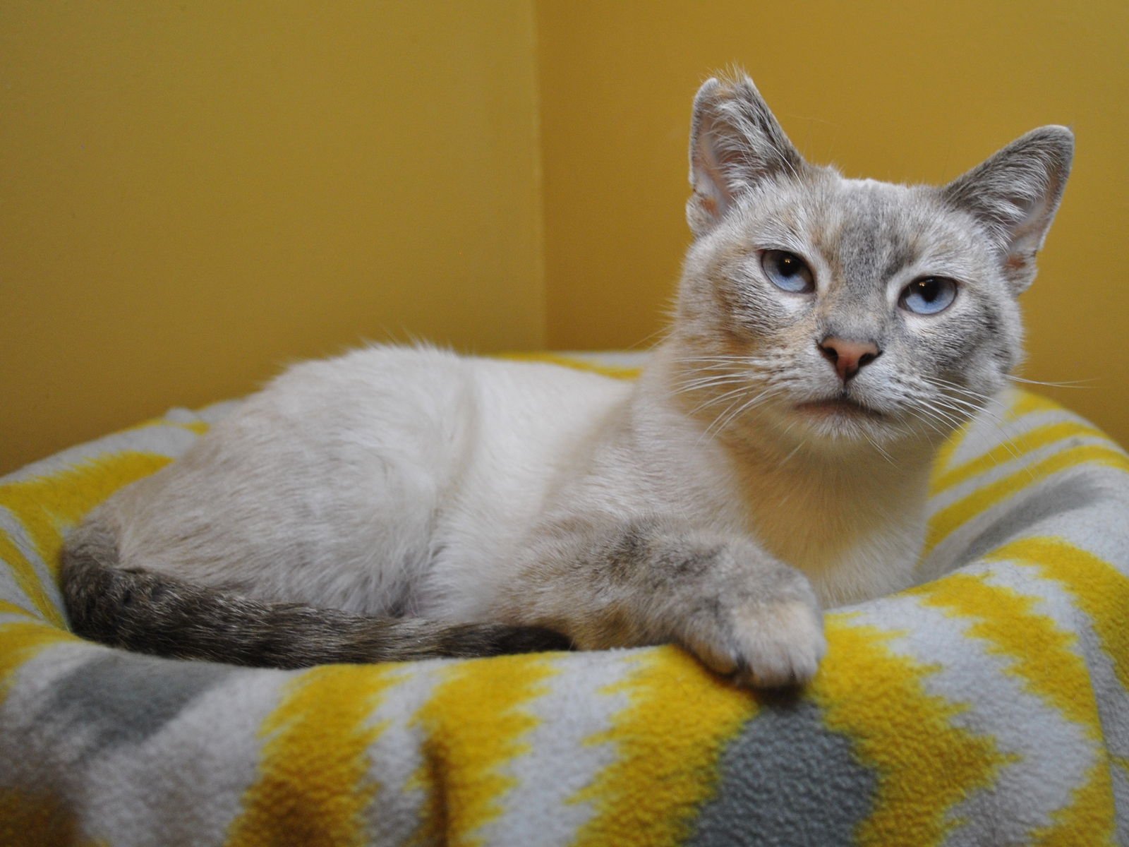 Bonita - MEET ME @ PETCO 2/7/26! - Photo 7