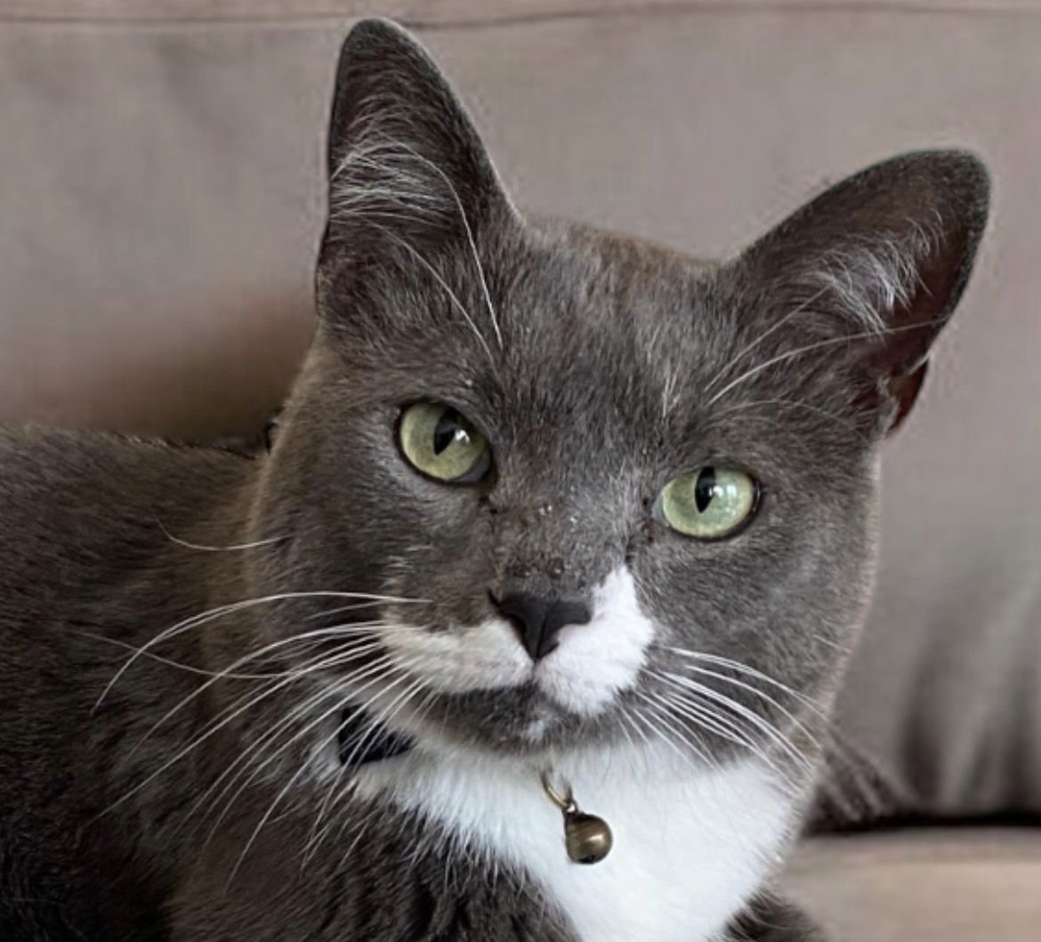 GENTLEMAN JACK - Domestic Short Hair / Russian Blue available for adoption