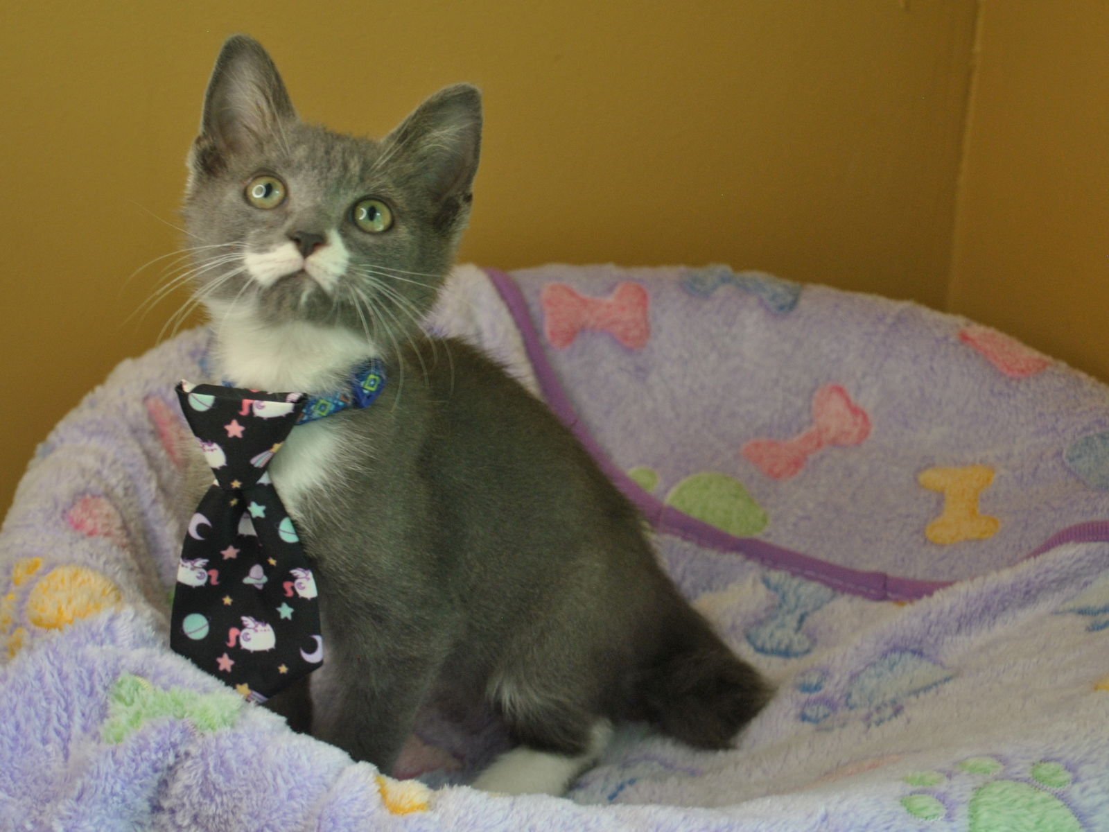 Gentleman Jack - Photo 11