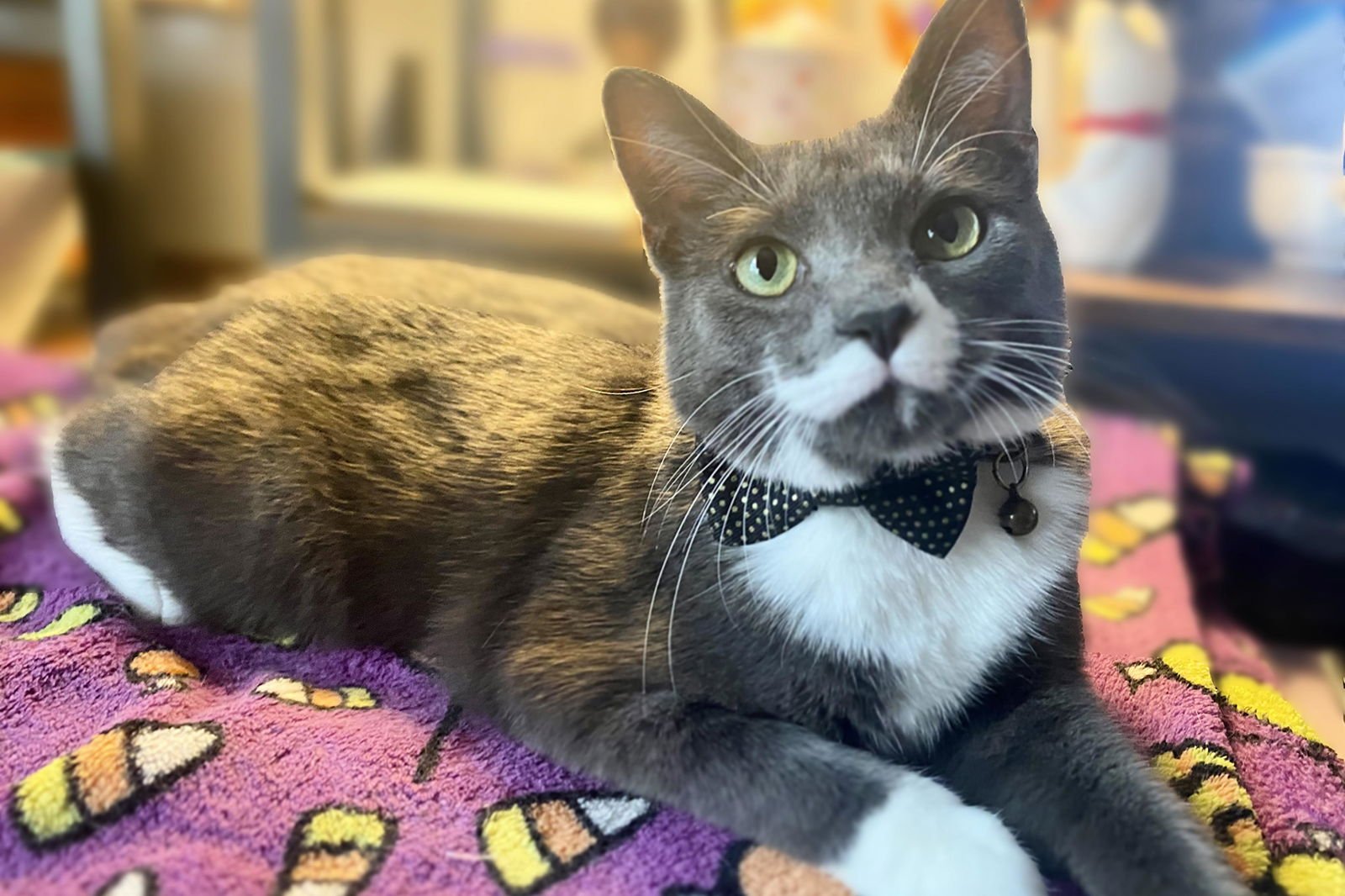 Gentleman Jack - Photo 4